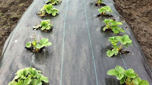 Agroszövet talajtakaró 100G/m2-1,65-25m